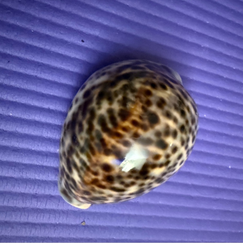 3.25” Tiger Cowrie shells (Cypraea tigris) / beach ocean decor